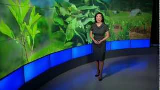 The Importance of the Coca Leaf in Bolivia Part 1/2