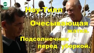 Подсолнечник перед уборкой после очеса. Ноу-Тилл технология.