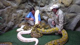 Monster Snake Wrangler: Would you watch it on Nat Geo Wild?