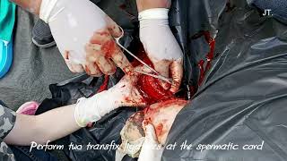 Orchiectomy (Orchidectomy) - On field operation