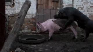 Случка свиноматки 26 декабря.Как у нас появился чернокожий хряк.