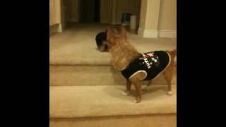Chorkie trying to teach baby yorkie how to climb down stair
