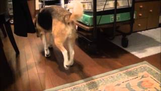 Beagleビッキー"寝起きにおしっこする犬"