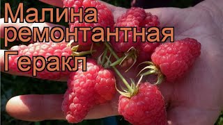 Малина ремонтантная Геракл (rubus idaeus geracl) ? Геракл обзор: как сажать, саженцы малины Геракл