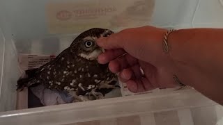 Распаковка новой совы-зловы. Исчадие зла прибыло! Домовый суч отказник