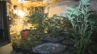 Desmantelan un laboratorio de marihuana escondido en una piscina en Homestead