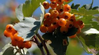 Yurak ka quvvat beruvchi vositalar ✿❀ Юрак ка қувват берувчи воситалар