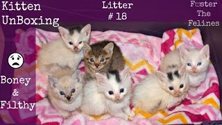 Kitten UnBoxing #18 Starving & Filthy ? Sick Foster Kittens