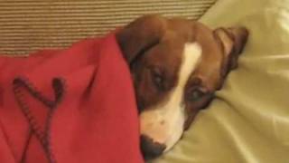 Pumpkin the Drever - All Tucked In