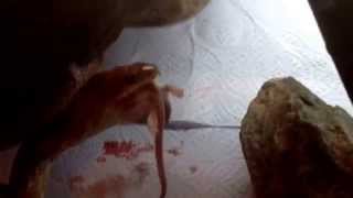 Yummy mice for Oasis... |WARNING CONTAINS BLOOD|