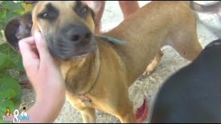 FEEDING JAMAICAN MONGRELS - Negril, Jamaica Travel Vlog