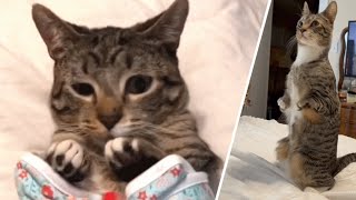 This cat was born with unusual legs. Now Toad hops like a kangaroo.