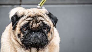 Coronavirus für Hund und Katze gefährlicher als für Menschen