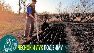 Посадка озимого чеснока и лука под зиму ???? Выращивание по технологии Гордеевых
