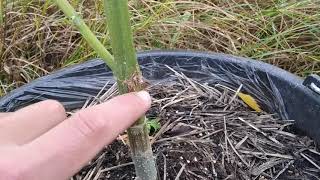АУТ 2019 #16. Пред-финальный выпуск! 115.day. Kalashnikova by Green House Seed Co ®