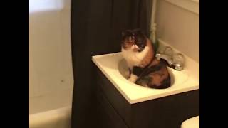 catt