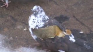 О бакинцах, 2 часть. Голубка с под русланоского голубя в полете и на земле