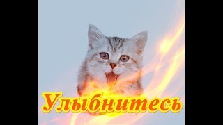 Смешное видео о животных Кошки собаки Позитив Для детей Создай себе  настроение