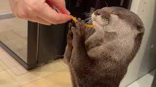キッチンでつまみ食いをもらうために待機しているカワウソ！ Otter keeps waiting to come to the kitchen to get a nibble.