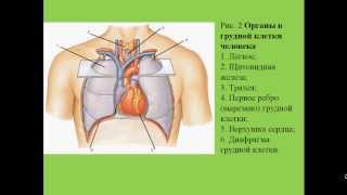 Грудная клетка. Строение ребер и грудины. Презентация.