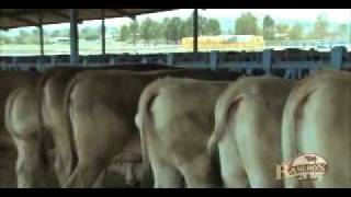 83 Rancho El Chaparral Suizo Americano