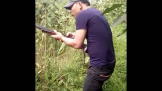 Di san rung amaron