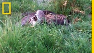 Python Eats Hyena | National Geographic