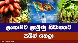 ලංකාවට ලැබුණු නිධානයට පයින් ගහලා