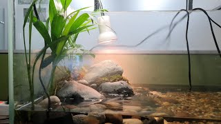 거북이와 버들붕어가 합사된 민물컨셉 수조 세팅 3개월 경과(river water tank ater 3month with musk turtle & Korean betta)