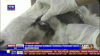 Ditemukan 17 Ekor Domba Sakit Mata