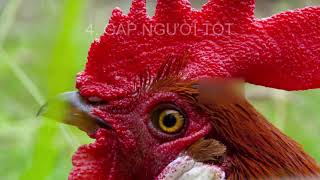 đá gà cựa sắt nhất định phải biết