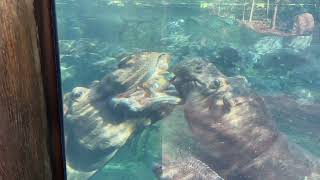 Hippo Mouth Comparison #shorts