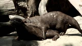 Mating.Oriental short-clawed otter.コツメカワウソの交尾。