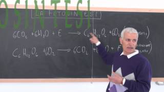 FOTOSINTESI 2 di 2