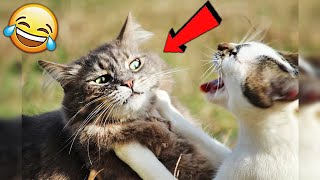 СМЕШНЫЕ ЖИВОТНЫЕ 2020 / ПРИКОЛЫ КОТЫ СОБАКИ, ЛУЧШИЕ ПРИКОЛЫ с Кошками и Собаками Funny Cats