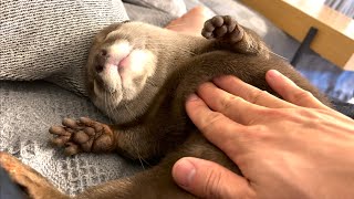 カワウソさくら ぬいぐるみが寝てると思ったらカワウソだった I made a mistake with a sleeping otter and a stuffed animal