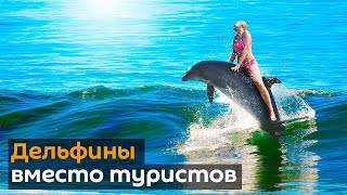 Пару дельфинов заметили в Гранд канале в Венеции