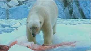 Polar Bears have seal for lunch