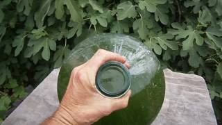 Як вирощувати хлореллу в домашніх умовах.How to grow chlorella in the home