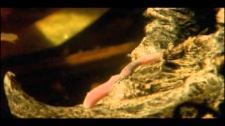 Чудеса природы: Рептилии и амфибии (Wild Wonders: Reptiles&Amphibians)