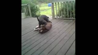 Backward Yiffing