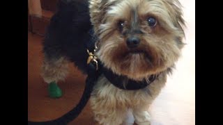 Faça você mesmo ✄ Sapato para cachorro