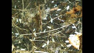 Dwarf White Isopods - Trichorhina tomentosa isopod - cleaning crew / bioactive setups - feeders