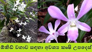 ඕකිඩ් වගාව සඳහා අවශ්‍ය කෘෂි උපදෙස්