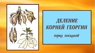 ДЕЛЕНИЕ КОРНЕЙ ГЕОРГИН перед посадкой.