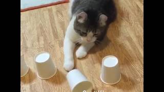 Кот играет в наперстки