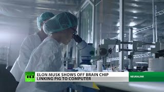 What is Elon Musk doing to the brains of pigs?