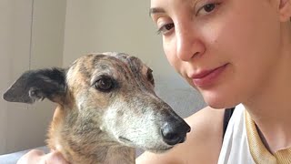 Shelter dog finally gets adopted. Then comes heartbreak.