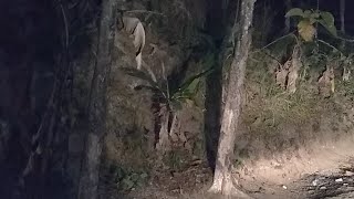 Lanjut Jalan lintas hutan