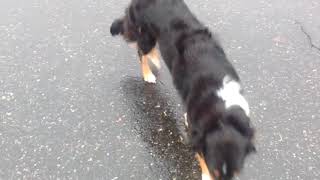 Boreland English Shepherds - Maisie in the rain